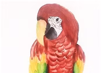 Brilliant Macaw in Watercolors with Phyllis Gubins