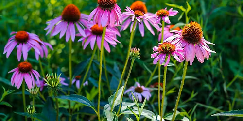 Native Plants of the Preserve