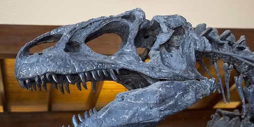 Dino Discoveries: Carnivores Vs. Herbivores