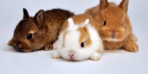 Bunny Yoga by Yoga Kawa Mississauga