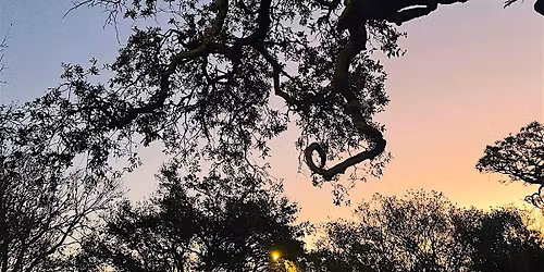 The Chakra Series - The Root