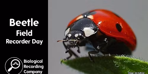 Beetle Field Recorder Day