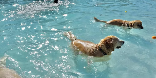 2026 Doggie Splash