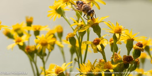 Moeraske : Visite guid\u00e9e \u2013 Prairies en fleurs, notamment Ast\u00e9rac\u00e9es & Apiac\u00e9es