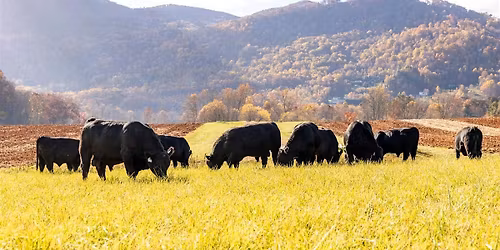 NC Beef System Field Day