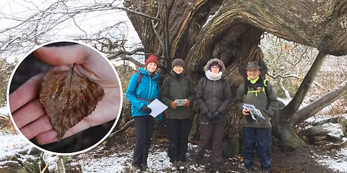 Identifying Trees in Winter