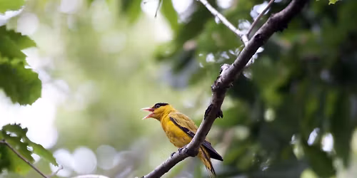 IL CANTO DEGLI UCCELLI: storie di vita, migrazione e adattamenti