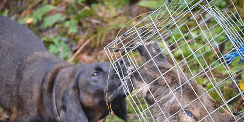 Cannock tracking day 