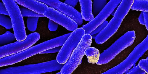 Fall 2026 CD 101: Communicable Disease Control - The Basics