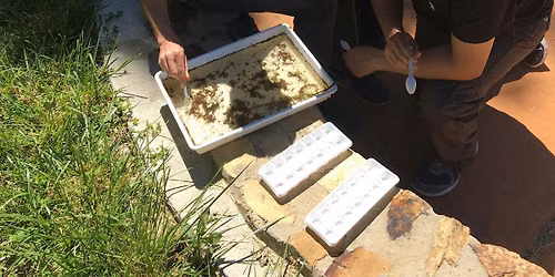 Waterbug Survey Whitebelts - Learn Waterbugs ID & Survey - Paddy's River