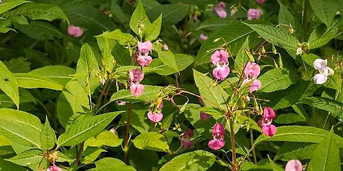 Himalayan Balsam removal