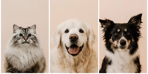 Peachy Paws Pet Portraits 