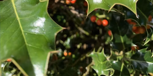 An evening of Beautiful Christmas music