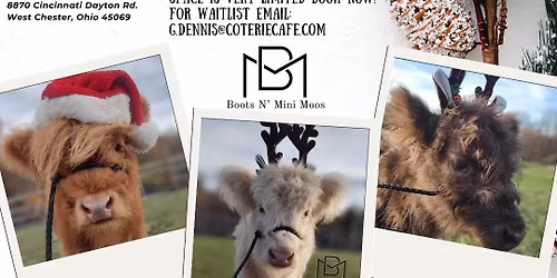 Christmas Photo Shoot with Mini Cows