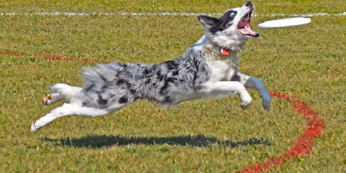 2026 DDOM Davison June 5\/90 Toss & Fetch League