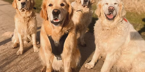 Golden Retriever Annual Easter Meet Up \ud83d\udc23 \ud83d\udc15 
