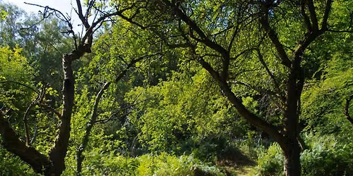Old Redding Nature Reserve -Lady Gilbert Orchard Conservation Day