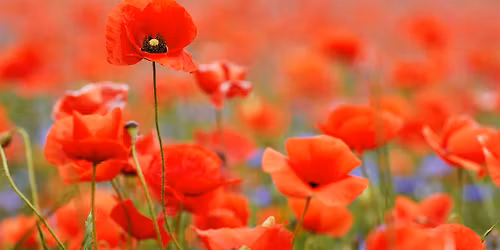 Remembrance Day Tribute and Tea