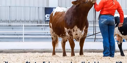 Texas Longhorns at the Mid-American Stock Show 2025