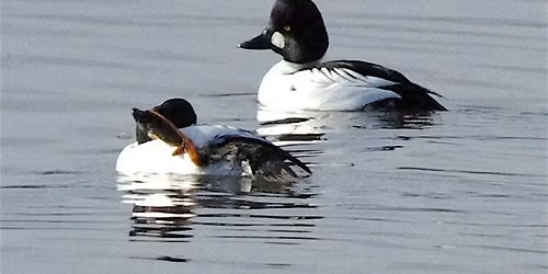 Beginning Bird Watching: Instructions & Short Walk
