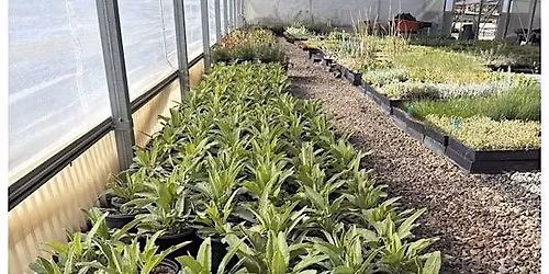 CA Native Plant Nurseries Meet and Greet at TOLN