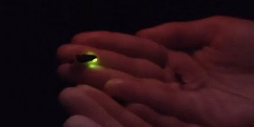 Hanno Firefly Run (2)