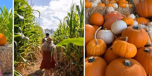 Oceanside Fall Festival! Mellano Farm Stand 🎃 Pumpkin Patch, Corn Maze & More!