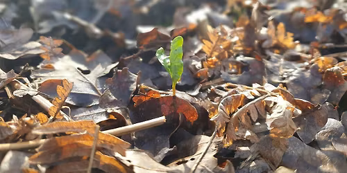 Stories in the Garden