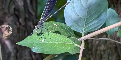 Insects a & Plants at Collier Preserve
