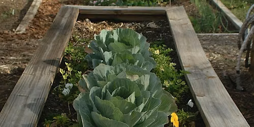 Winter Vegetable Gardening