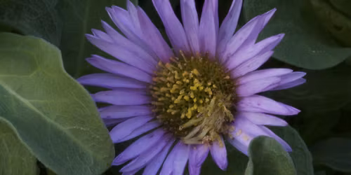 California Native Plant Education Event and Plant Sale