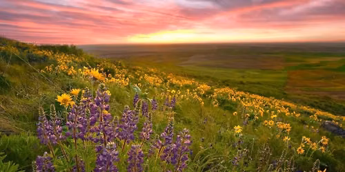 Valley of Flowers Trek July 