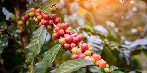 Tasting Terroir Coffee