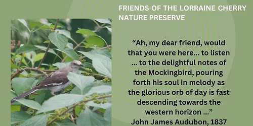 Free Thursday Evening Bird Walk