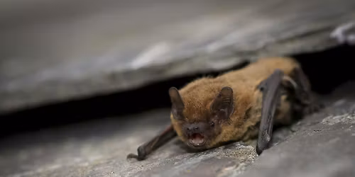 Bat Walk at Lunt Meadows