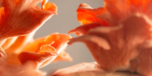 Oyster Mushroom Community Planting Event at The Shimmering Void Zen Center