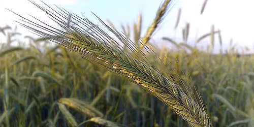 Whiskey Class - Rye Whiskey