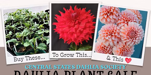 Annual Dahlia Plant Sale