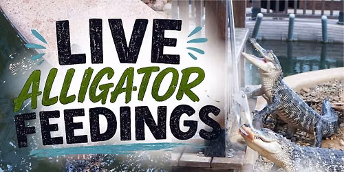 Live Alligator Feedings + Chick-fil-A