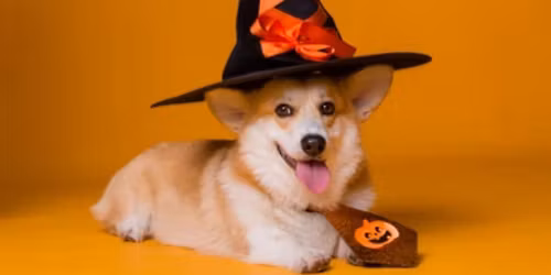 3rd Annual Halloween COMO Corgis Meetup