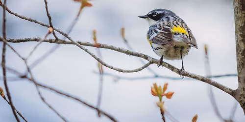 Birding at Pike's Pond