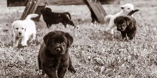 AmericanK9's Puppies & Pizza Party