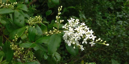 Invasive Plant Removal Day