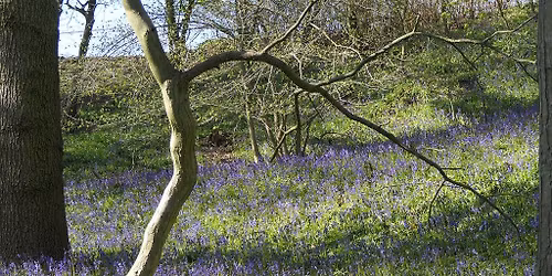 Bluebells and birds: guided natural history walk at Lazenby Bank Nature Reserve