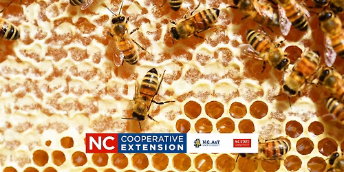 Sweet Rewards: How Honey is Extracted