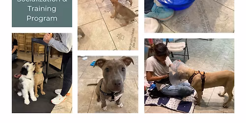 \ud83d\udc3e Puppy Night School Orientation \ud83d\udc3e