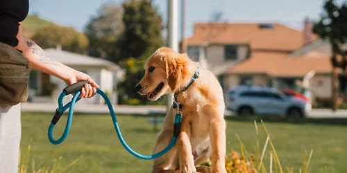 Tuesdays 9am Puppy Training