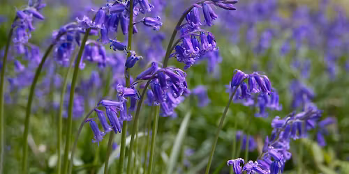 Guided Bluebell Walk