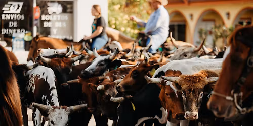 Immokalee Cattle Drive & Jamboree