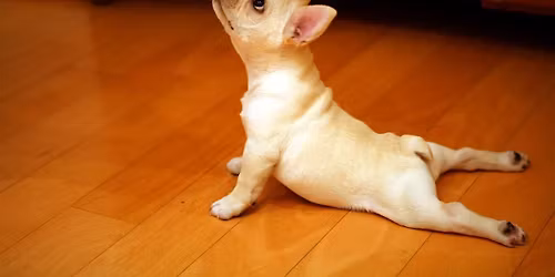 Puppy Yoga - October 26th  at 1pm